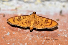 Prenesta scyllalis
