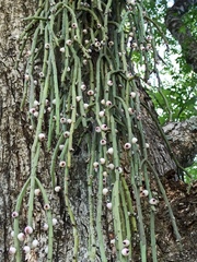 Rhipsalis floccosa