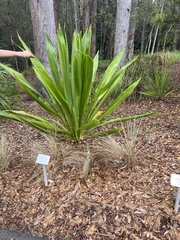 Doryanthes