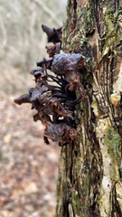 Phaeotremella foliacea