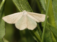 Mesothea incertata
