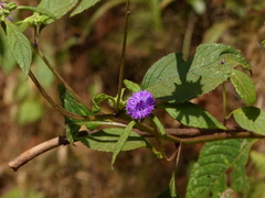 Phyllocephalum scabridum