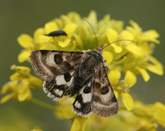Heliothis ononis