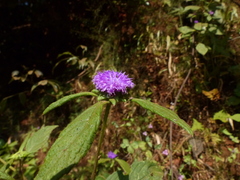 Phyllocephalum scabridum