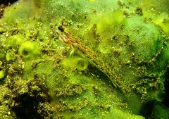 Istigobius hoesei