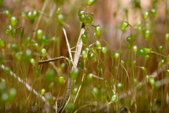 Physcomitrium pyriforme