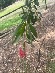 Melaleuca citrina
