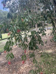 Melaleuca citrina