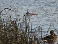 Ardea cinerea