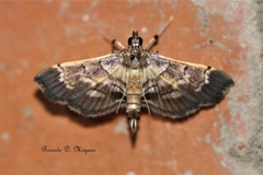 Salbia cassidalis