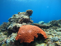 Lobophyllia agaricia