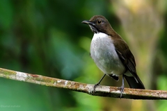 Turdus albicollis