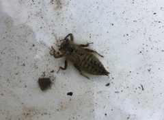 Cordulegaster bidentata