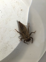 Cordulegaster bidentata