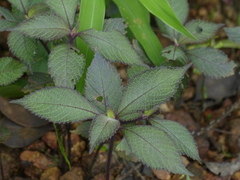 Phyllocephalum scabridum