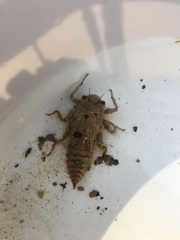 Cordulegaster boltonii