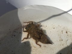 Cordulegaster boltonii