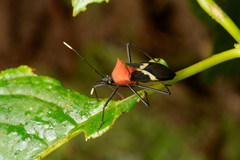 Leptoscelis militaris