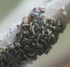 Malacosoma americana