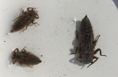 Cordulegaster bidentata