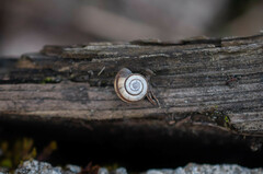 Xerolenta obvia