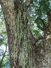 Rhipsalis floccosa