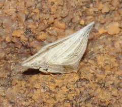Paroxychara