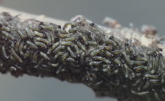 Malacosoma americana