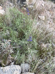 Lupinus sparsiflorus