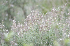 Syncolostemon