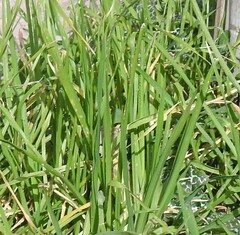 Poaceae
