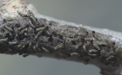 Malacosoma americana