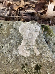 Pertusaria plittiana