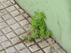 Galium aparine
