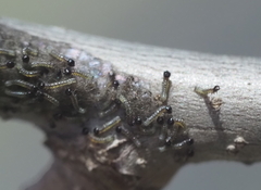 Malacosoma americana