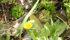 Calendula arvensis