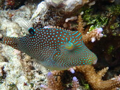 Canthigaster solandri