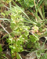 Euphorbia peplus