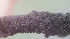 Malacosoma americana