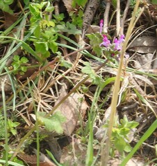 Lamium amplexicaule