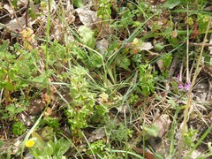 Euphorbia peplus