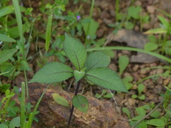 Phyllocephalum scabridum