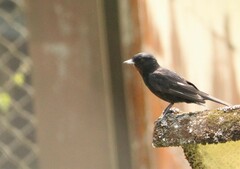 Knipolegus nigerrimus