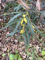 Acacia longifolia