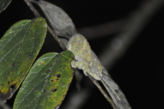 Calumma crypticum
