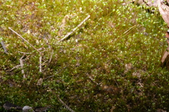 Physcomitrium pyriforme