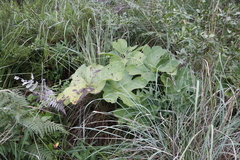 Gunnera perpensa