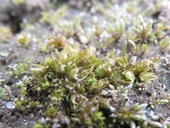 Tortula acaulon
