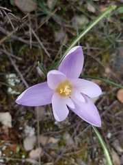Crocus carpetanus