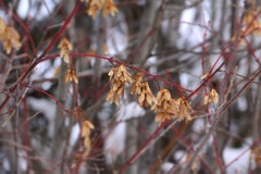 Acer glabrum
